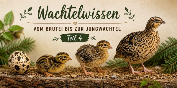 Wachtelküken – Vom Brutei bis zur Jungwachtel Teil 4