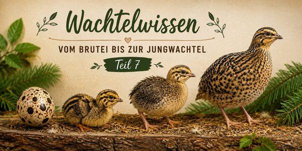 Wachtelküken – Vom Brutei bis zur Jungwachtel Teil 7