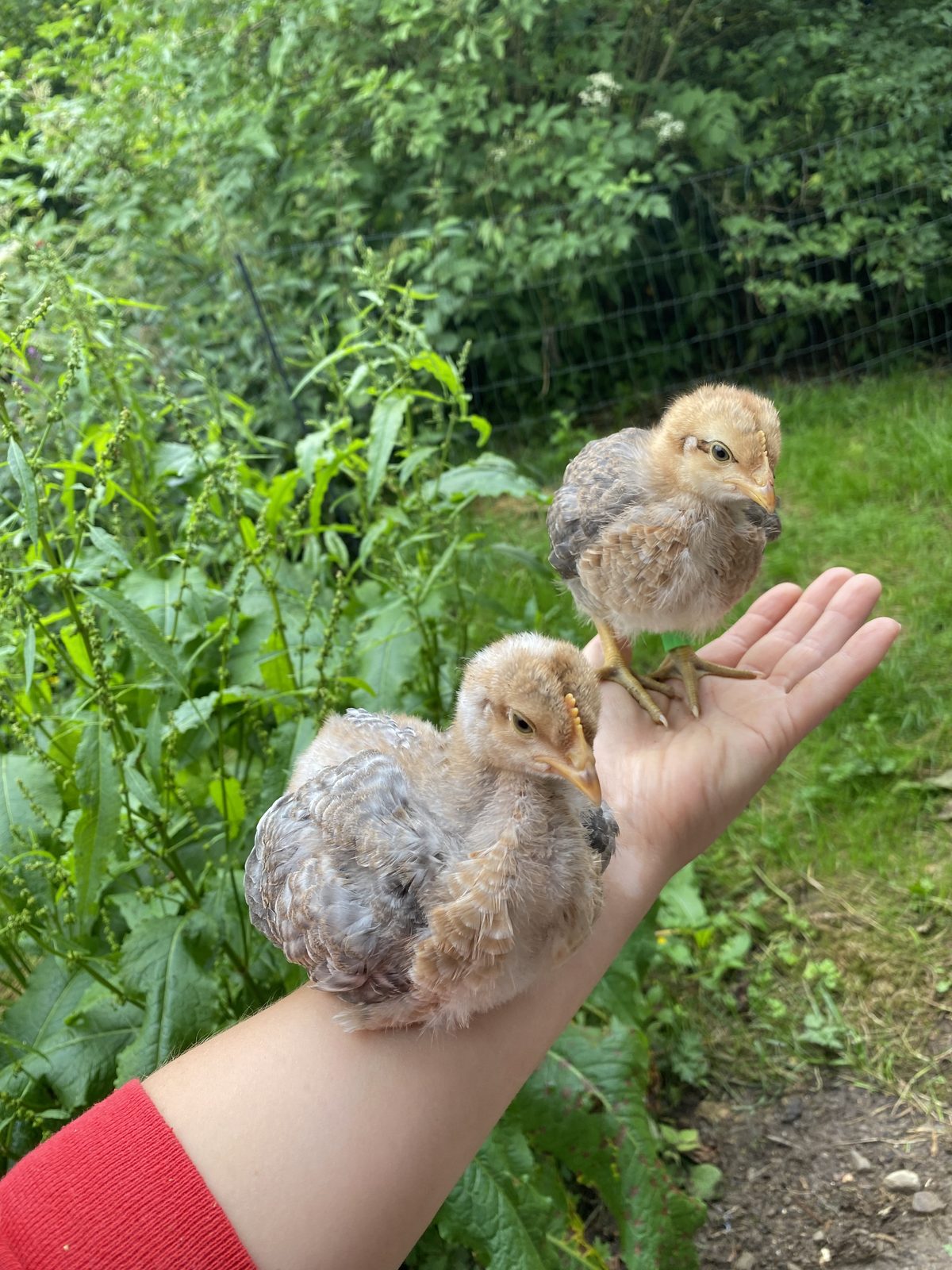Bielefelder Kennhuhn