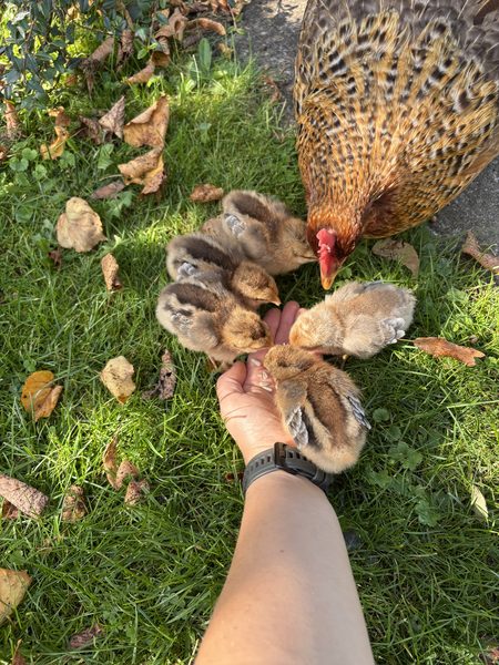 Große Bielefelder Kennhuhn – Bruteier