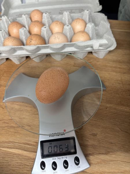 Große Bielefelder Kennhuhn – Bruteier
