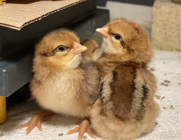 Große Bielefelder Kennhuhn – Bruteier