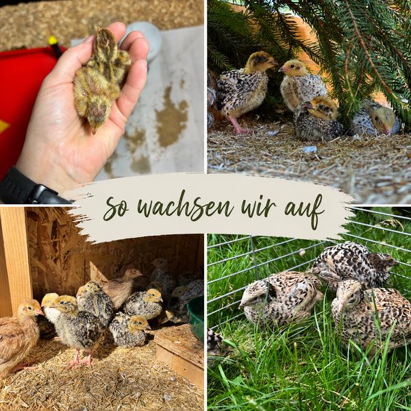 Kuekenaufzucht - So wachsen wir auf