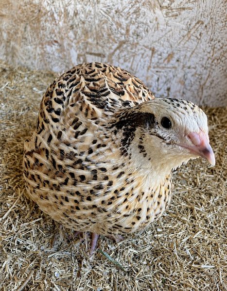 Neugierige Goldsprenkel Wachtelhenne