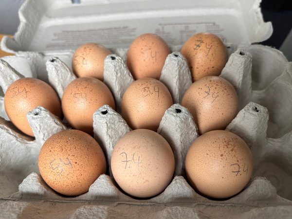 Große Bielefelder Kennhuhn – Bruteier — Bruteier