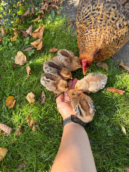 Bielefelder Kennhuhn — Jungtiere