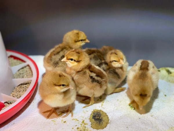 Schlupfankündigung 16.05.2026 — Tagesküken