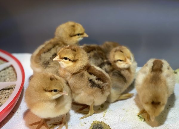 Schlupfankündigung 16.05.2026 — Tagesküken