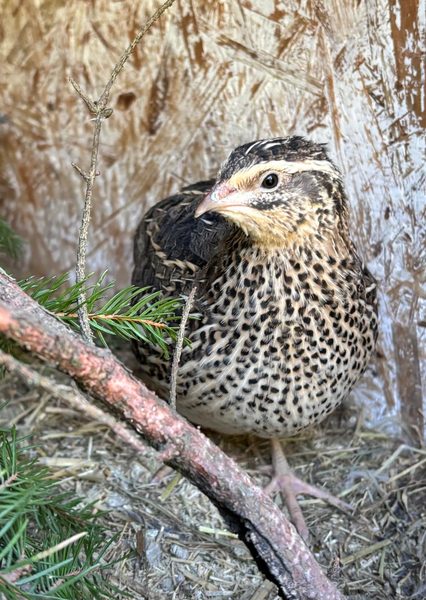 Ankündig Wachtel Legehennen ab XX.xx.2026 — Jungtiere